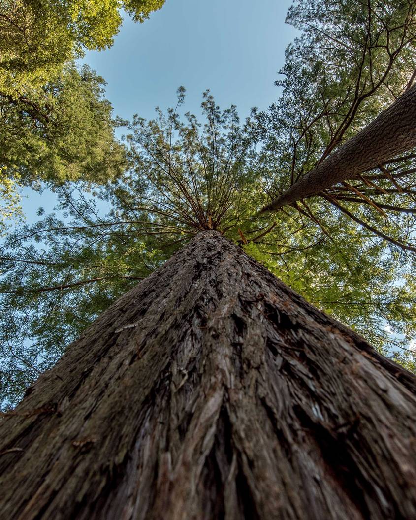 Photo of a giant redwood
